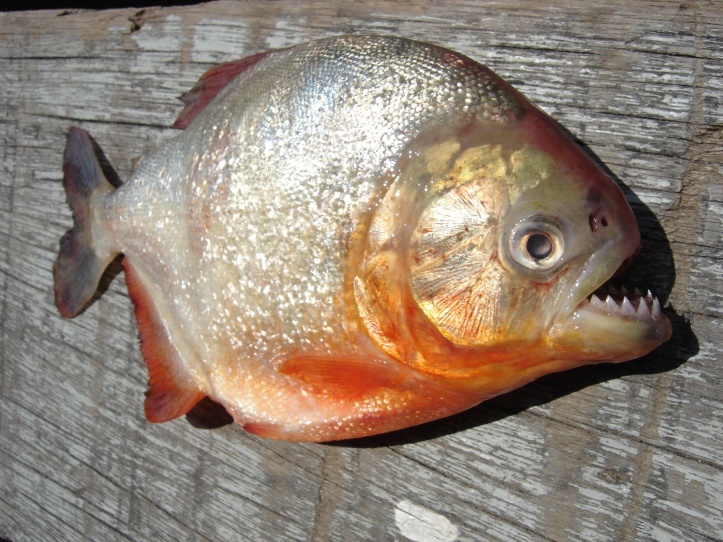 022 - Red Piranha